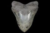 Serrated, Megalodon Tooth - Collector Quality #69759-2